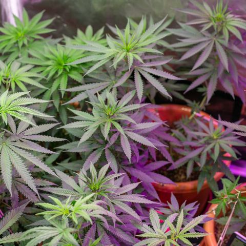 Moby-D growlog timeline photo