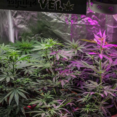 Moby-D growlog timeline photo