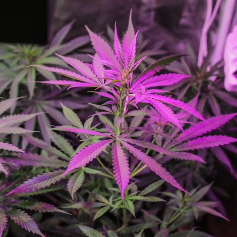 Auto Gorilla Glue #4 growlog timeline photo
