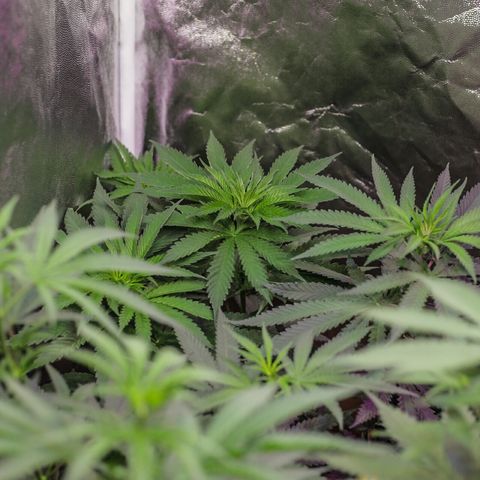 Moby-D growlog timeline photo
