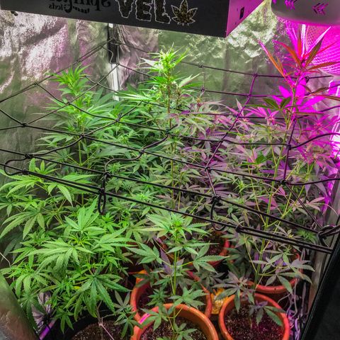 Moby-D growlog timeline photo