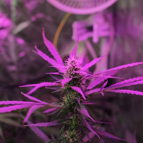 Auto Gorilla Glue #4 growlog timeline photo