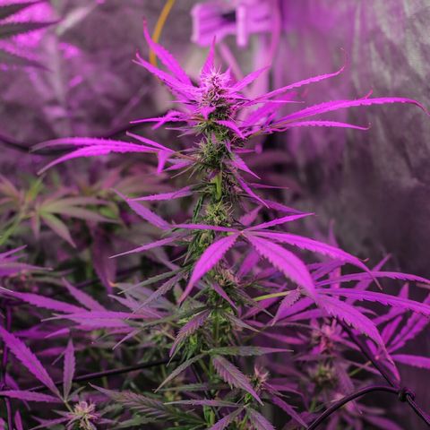 Auto Gorilla Glue #4 growlog timeline photo