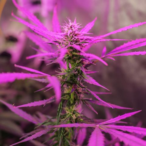 Auto Gorilla Glue #4 growlog timeline photo