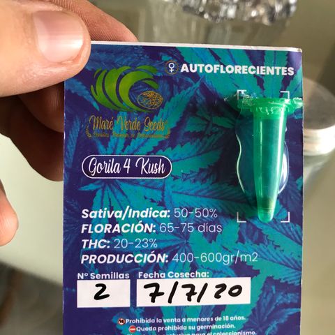 Auto Gorilla Glue #4 growlog timeline photo