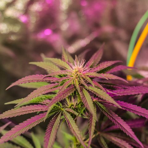 Moby-D growlog timeline photo