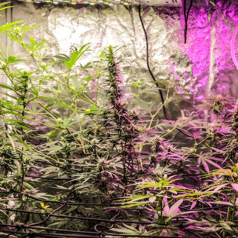 Moby-D growlog timeline photo