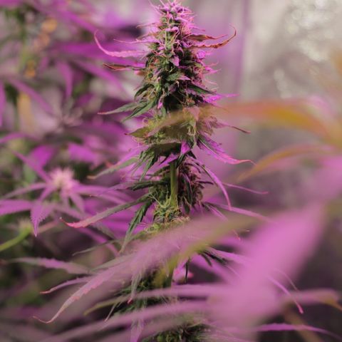 Auto Gorilla Glue #4 growlog timeline photo