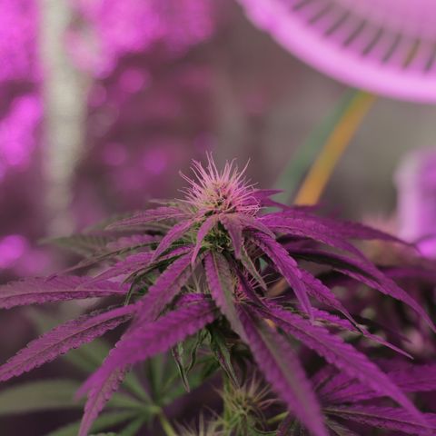 Moby-D growlog timeline photo