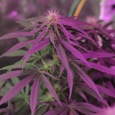 Moby-D growlog timeline photo