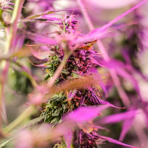 Auto Gorilla Glue #4 growlog timeline photo