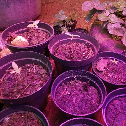Bludreen CBD growlog timeline photo