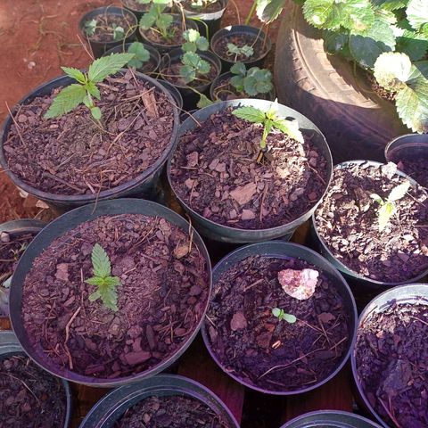 Bludreen CBD growlog photo: 😎🍻