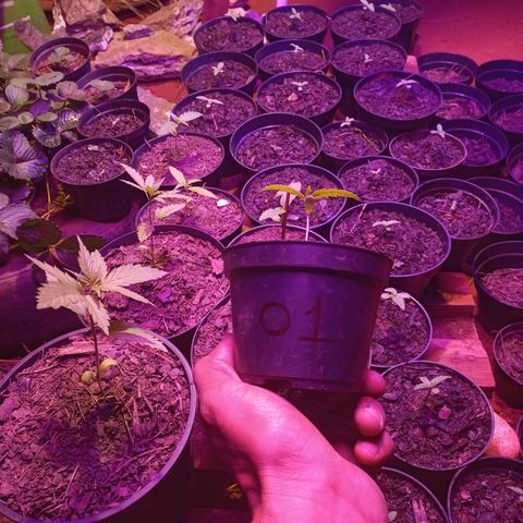 Sativa THC  x  Bludreen CBD growlog timeline photo