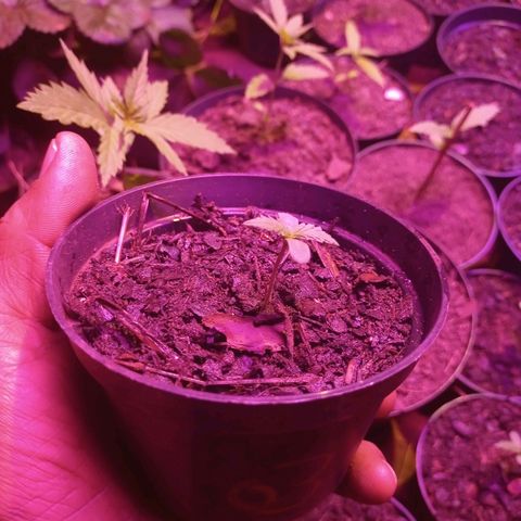 Sativa THC x Bludreen CBD  growlog timeline photo