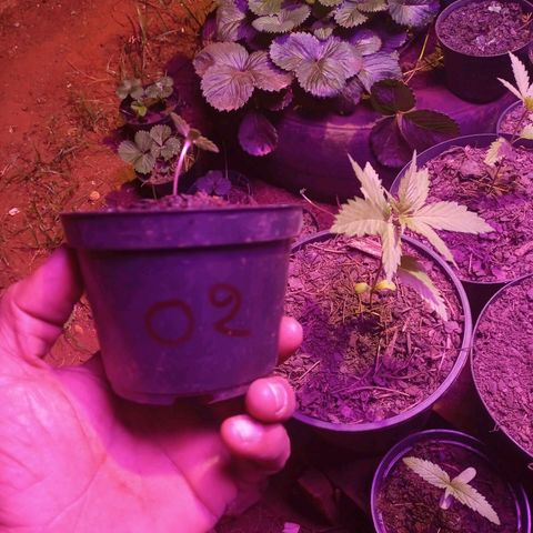 Sativa THC  x  Bludreen CBD growlog timeline photo