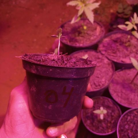 Sativa THC x Bludreen CBD  growlog timeline photo