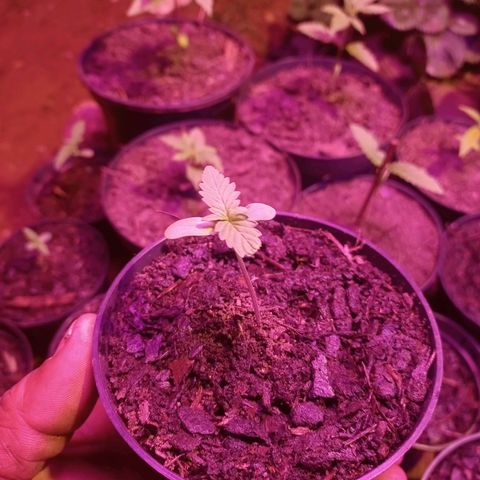 Sativa x Ruderalis growlog timeline photo
