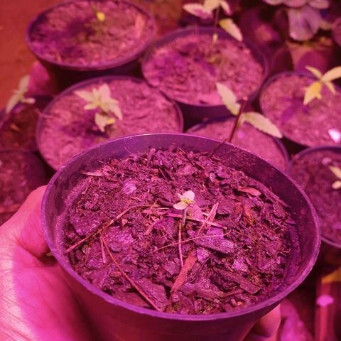 Sativa THC x Bludreen CBD  growlog timeline photo