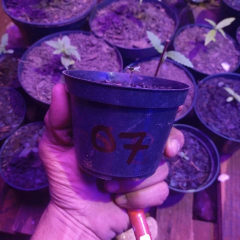 😎 🍻 Sativa 🍁 growlog timeline photo