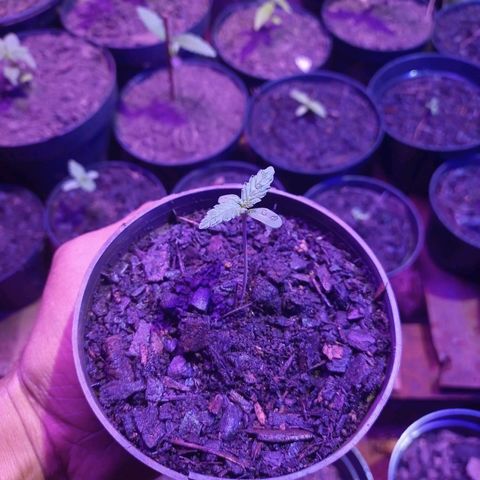 😎🍻Sativa x Ruderalis 🍁 growlog timeline photo