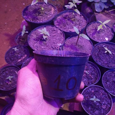 😎🍻 Sativa 🍁 growlog timeline photo