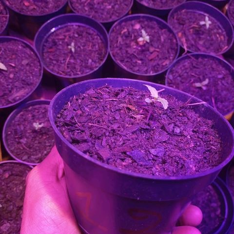 😎🍻 Bludreen CBD  growlog timeline photo
