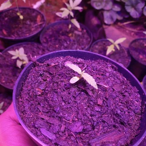 A feinha 😎🍻 Sativa 🍁 growlog timeline photo