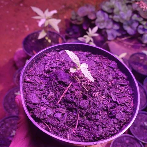 Sativa THC 🍁💕💐🥰 growlog timeline photo