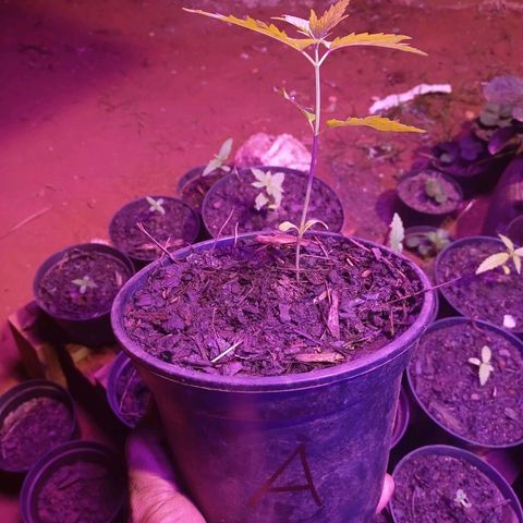 Bludreen CBD growlog timeline photo