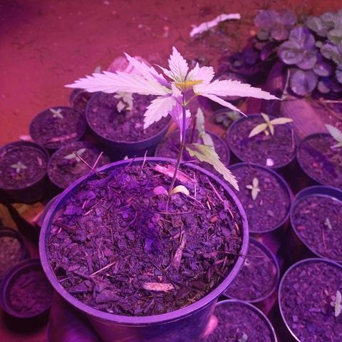 Bludreen CBD growlog timeline photo