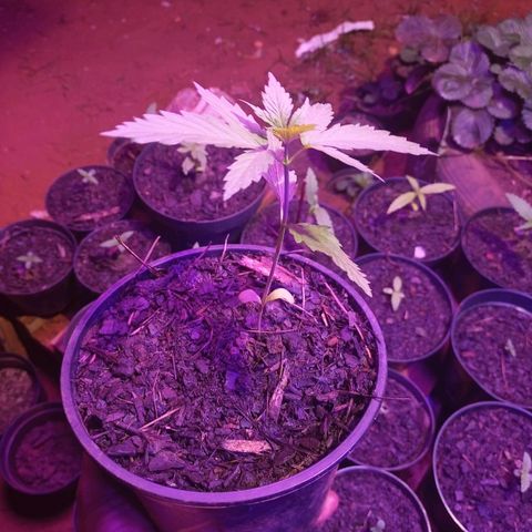 Bludreen CBD growlog timeline photo