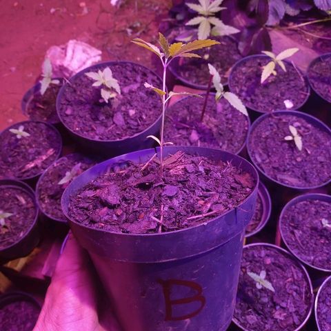 Sativa Ruderalis x Sativa 🍁 growlog timeline photo