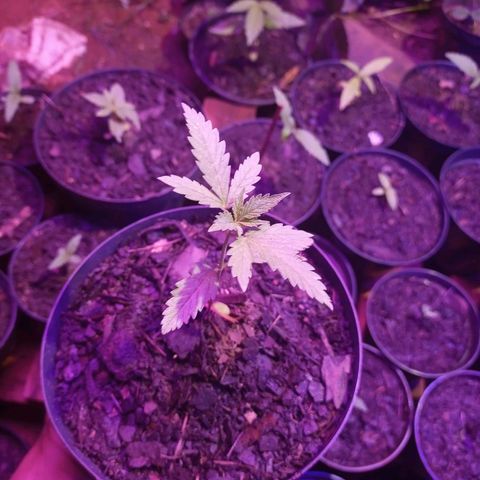 Sativa Ruderalis x Sativa 🍁 growlog timeline photo