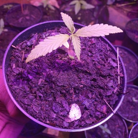 Bludreen CBD growlog timeline photo