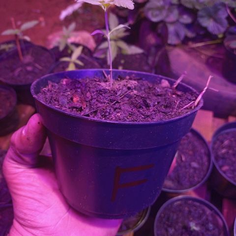 Sativa 🍁 growlog timeline photo