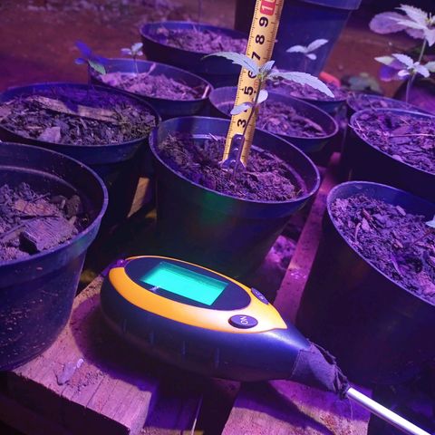 Sativa THC  x  Bludreen CBD growlog photo: Está planta nasceu na data 30/05/2024