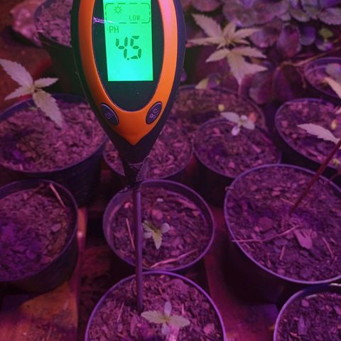Sativa THC  x  Bludreen CBD growlog timeline photo