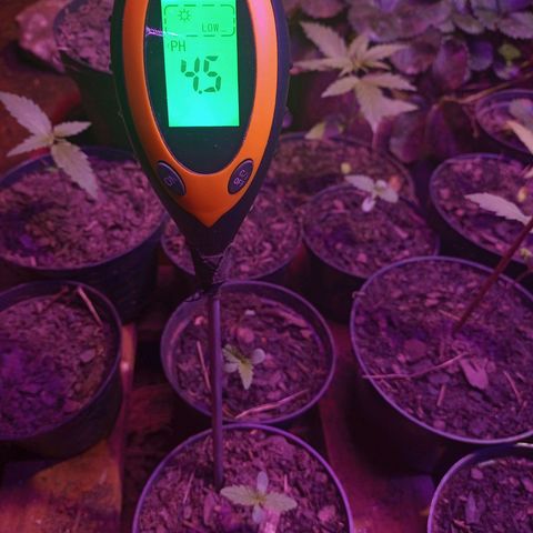 Sativa THC  x  Bludreen CBD growlog timeline photo