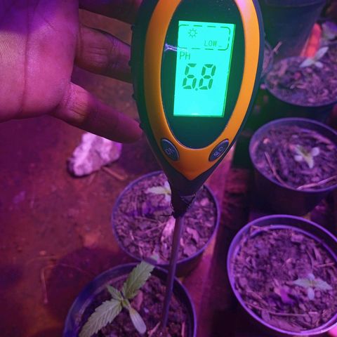 Sativa THC  x  Bludreen CBD growlog timeline photo