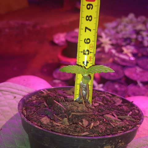 Sativa THC x Bludreen CBD  growlog timeline photo