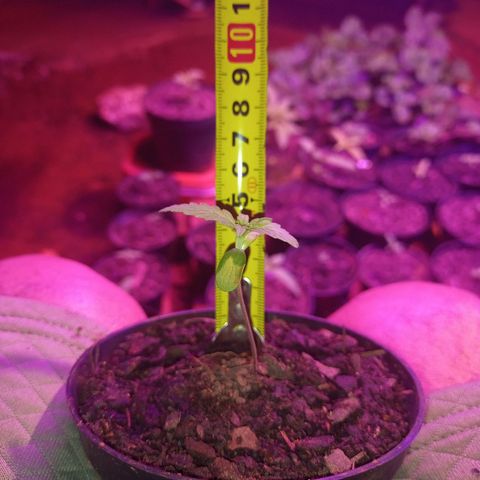 Sativa x Ruderalis growlog timeline photo