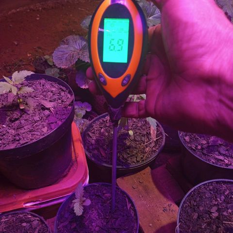 Sativa x Ruderalis growlog photo: PH perfeito 🥰