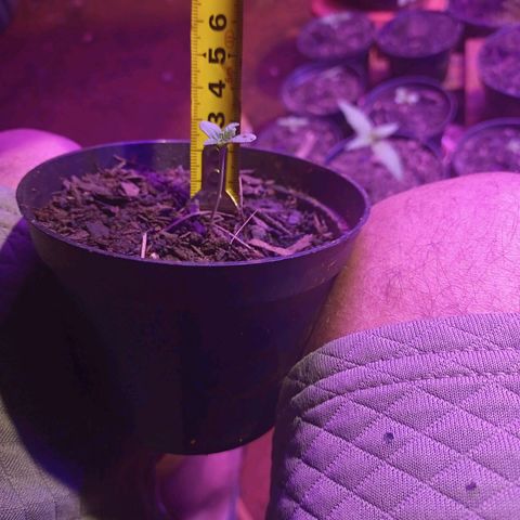 Sativa THC x Bludreen CBD  growlog timeline photo