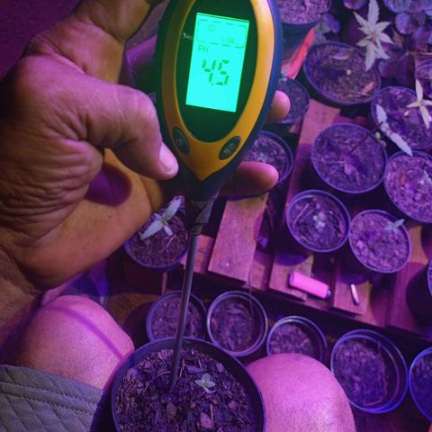 😎 🍻 Sativa 🍁 growlog timeline photo
