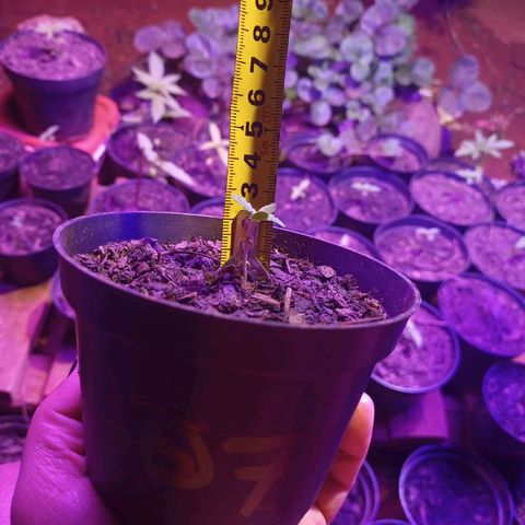 😎 🍻 Sativa 🍁 growlog timeline photo
