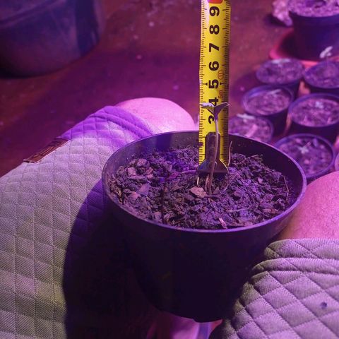 😎🍻 Sativa 🍁 growlog timeline photo