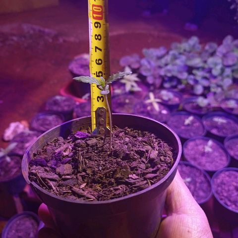 😎🍻Sativa x Ruderalis 🍁 growlog timeline photo