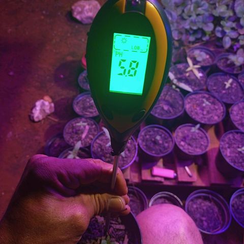 Sativa THC x Bludreen CBD  growlog timeline photo