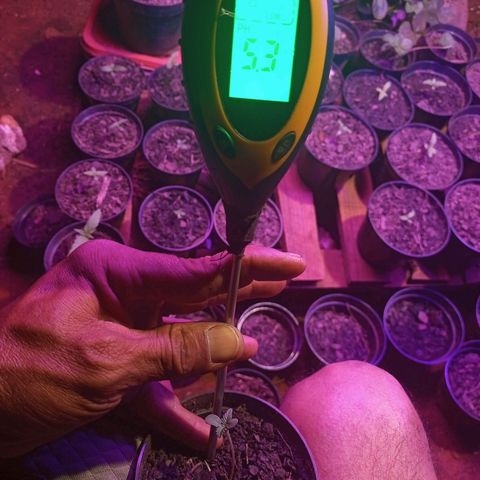 😎🍻 Sativa 🍁 growlog timeline photo